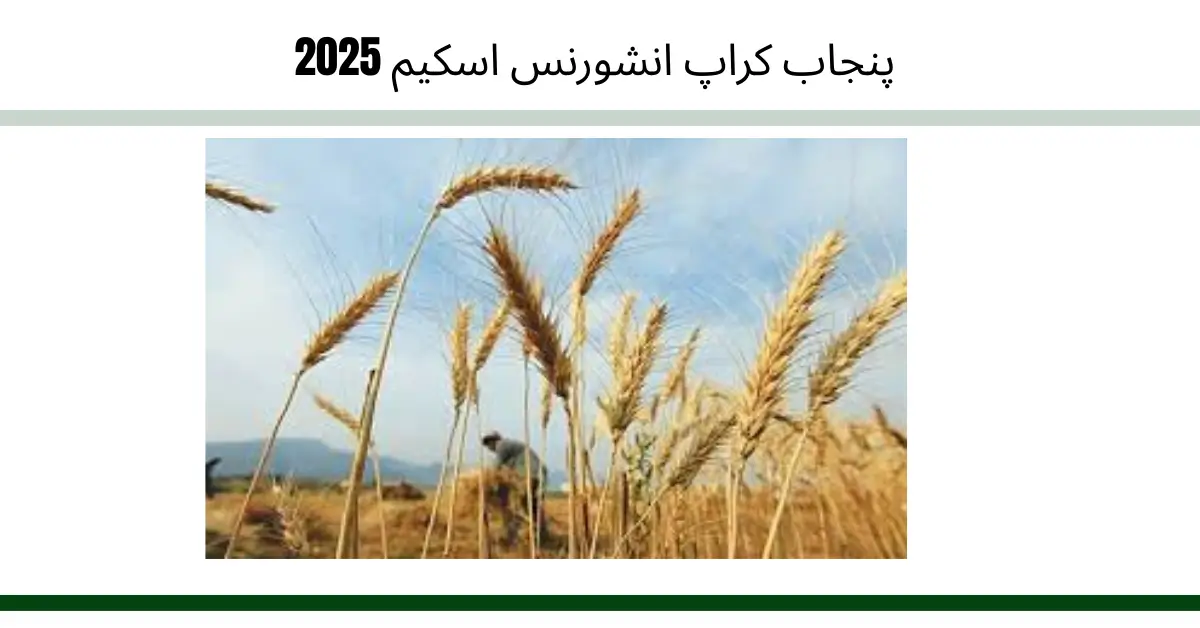 Punjab Crop Insurance Scheme 2025